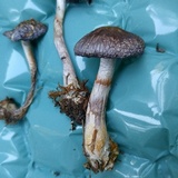 Cortinarius iodes image