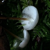 Strobilurus trullisatus image