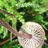 Gymnopus subpruinosus image