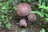 Sutorius eximius image