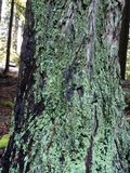 Cladonia umbricola image