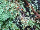 Cladonia umbricola image