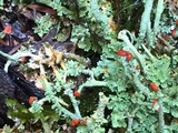 Cladonia umbricola image