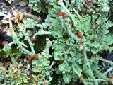 Cladonia umbricola image