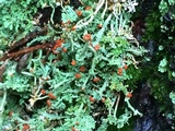 Cladonia umbricola image