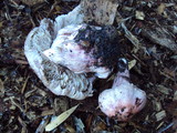 Inocybe adaequata image