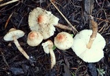 Lepiota castaneidisca image