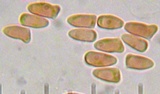 Lepiota castaneidisca image
