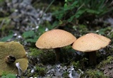 Suillus hirtellus image