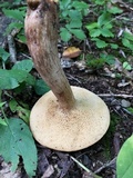 Bothia castanella image