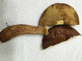 Bothia castanella image