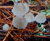Mycena capillaripes image