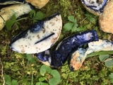 Gyroporus cyanescens image