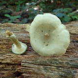 Clitocybe odora image
