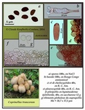 Coprinellus truncorum image