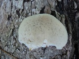 Climacodon septentrionalis image