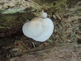Lentinellus ursinus image