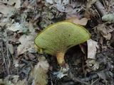 Boletinellus merulioides image