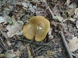 Boletinellus merulioides image