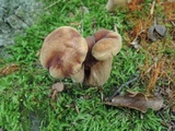 Tylopilus badiceps image