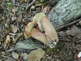 Tylopilus badiceps image