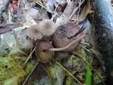 Melanophyllum haematospermum image