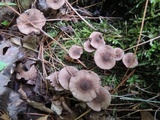 Melanophyllum haematospermum image