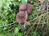 Melanophyllum haematospermum image