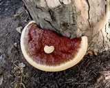 Ganoderma sessile image