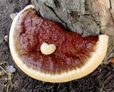Ganoderma sessile image