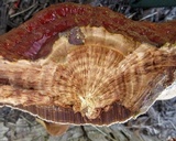 Ganoderma sessile image