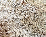 Ganoderma sessile image