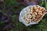 Hydnellum aurantiacum image