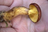 Suillus grevillei image