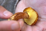 Suillus grevillei image
