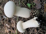 Lycoperdon excipuliforme image