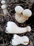 Lycoperdon excipuliforme image