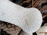 Lycoperdon excipuliforme image