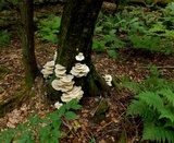 Pleurotus pulmonarius image