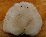 Pleurotus pulmonarius image