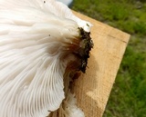 Pleurotus pulmonarius image