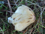 Inocybe sororia image