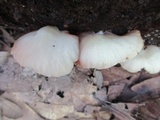 Crepidotus applanatus image