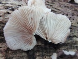 Crepidotus applanatus image