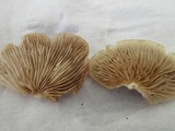 Crepidotus applanatus image