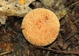 Xerocomus hortonii image
