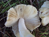 Inocybe sororia image
