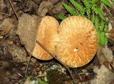 Xerocomus hortonii image