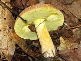 Xerocomus hortonii image