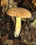 Xerocomus hortonii image
